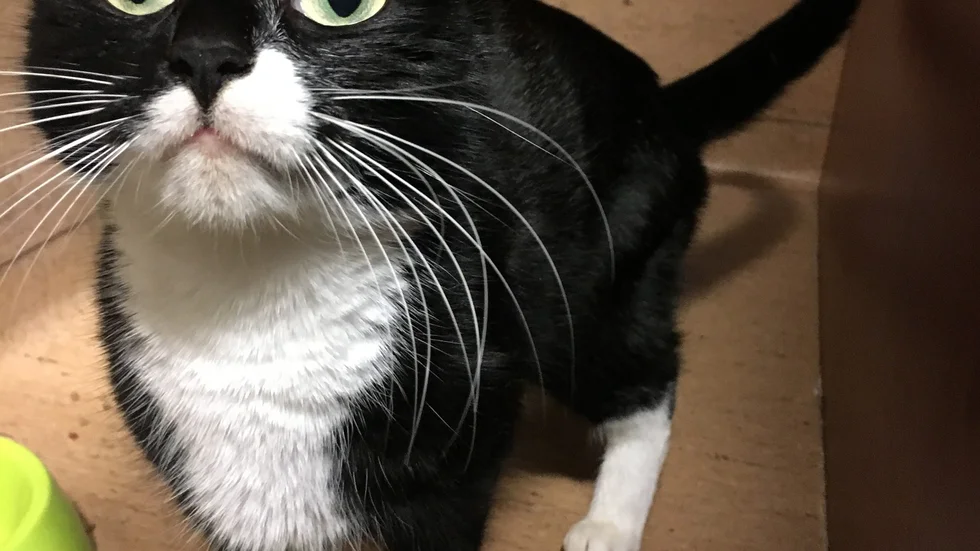Den här lilla kattflickan efterlyser sina ägare. Just nu bor hon hos Skelleftepolisen. Foto: Polisen