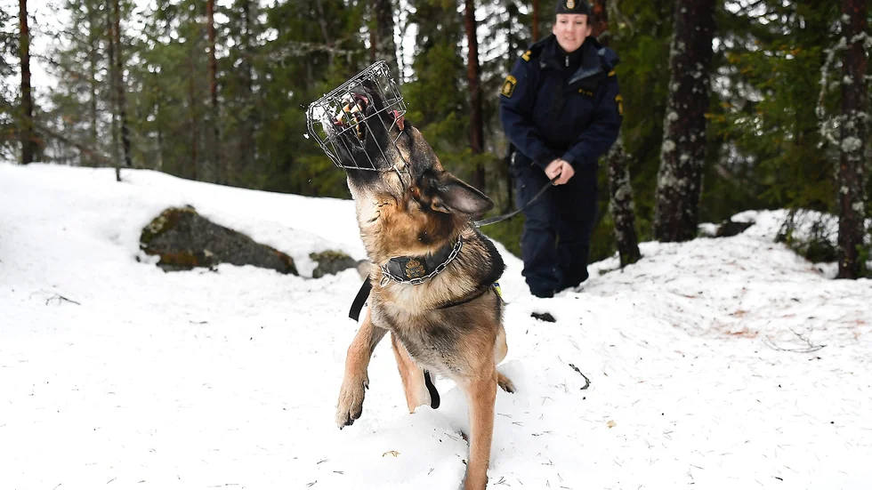 Spåra människor. Devil spårar upp Norrans reporter bara på några minuter via luftvittring. Och sedan markerade han med att skälla. Foto: Jeanette Lövgren.