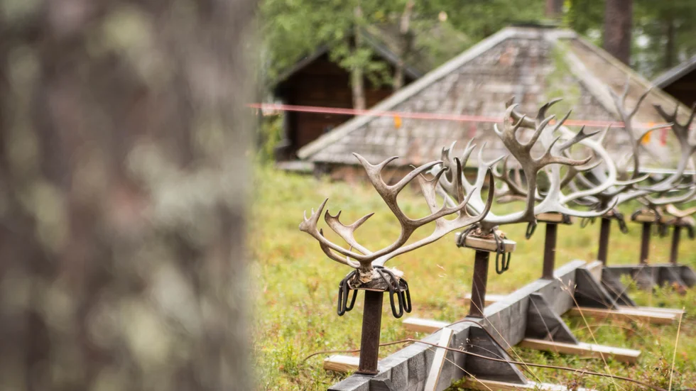 Foto: Linn Fjellner.