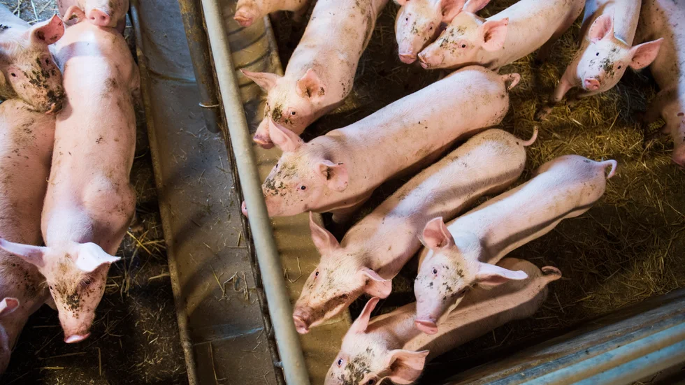 Salmonella har konstaterats i en grisbesättning i Sörmland. Djuren på bilden är inte de grisar som berörs i artikeln.