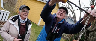 Borensbergsparet lägger ner tusentals kronor på fågelmat: "Jag räknade till 30-40 bergfinkar på en gång"