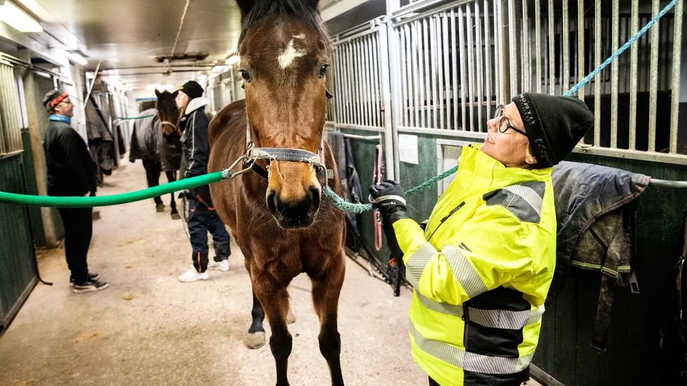 Eva Holmestig går på travskola en kväll i veckan, och använder sitt friskvårdsbidrag. Hon anmälde sig till en nybörjarkurs men tack vare tidigare hästvana kunde hon hoppa in i en grupp som redan hade gått en termin. "Jag blev glatt överraskad att vi fick köra redan första lektionen", säger Eva, här med travskolehästen Nicco.