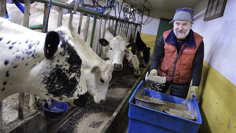 Sten-Erik Eriksson utfodrar Mercedes och hennes medsystrar innan mjölkningen tar vid.Foto: Jeanette Lövgren
