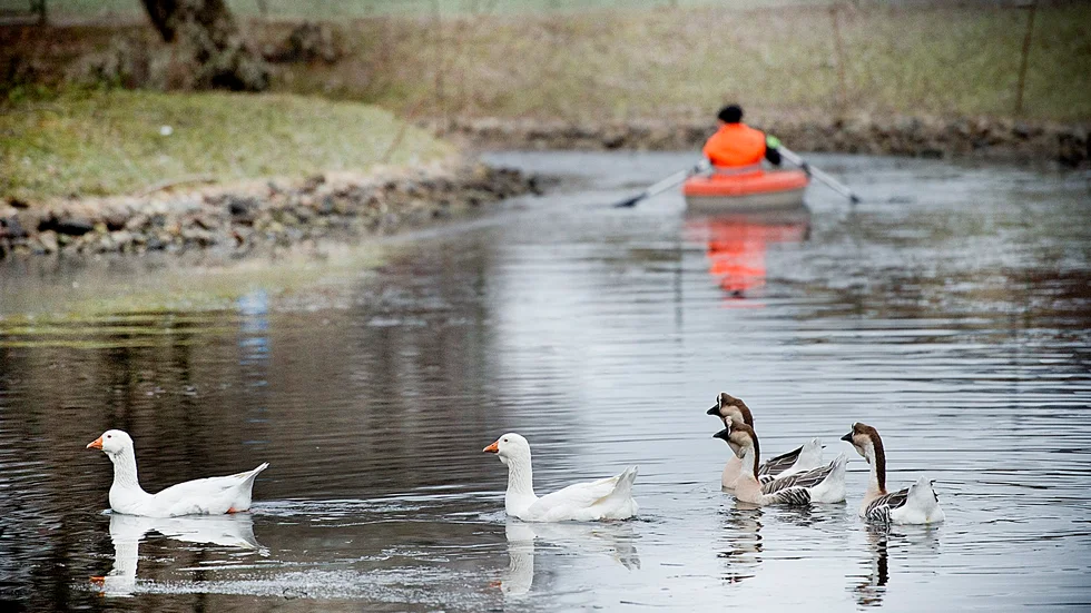 Båt. Det är inte alltid enkelt att fånga in tamfåglarna i svandammen. Foto: Lars Eriksson.
