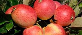 Är vi kunder inte värda att lära oss namnet på vårt favoritäpple om de är svenska?