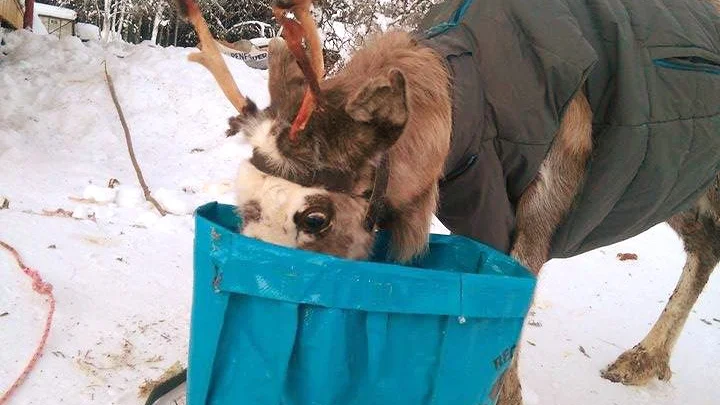 I badrummet. Nattetid sover Fia-Lisa inne i badrummet, men på dagarna är hon fortfarande utomhus.