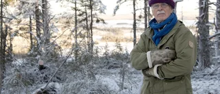 Urskog avverkades