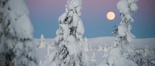 Ett riktigt falsarium om fjällskogar från S