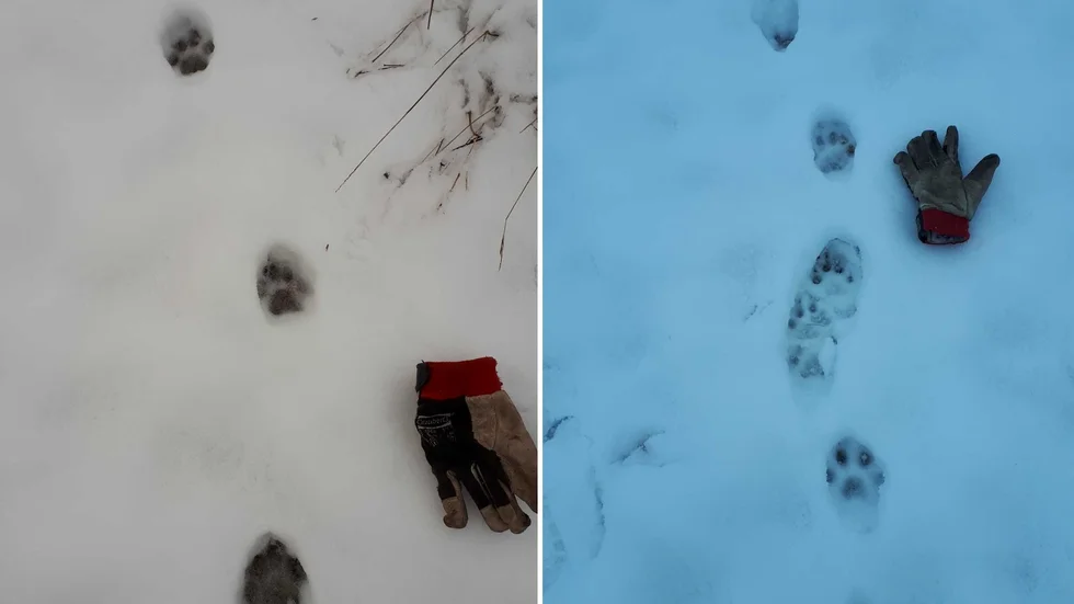 Lodjursspåren som Knubbobon Thorvaldur Arnason hittade på sin gårdsplan.