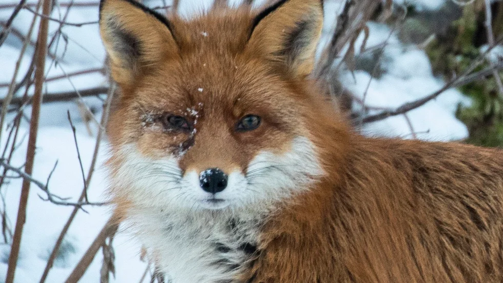 Ett positivt fall av rävens bandmask har hittats i Kungsbacka kommun. Arkivbild.