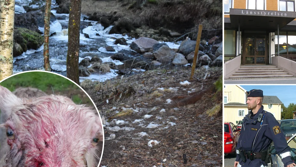 Länsstyrelsen har omhändertagit den ena hunden som attackerade fåren i Drängsmark för en månad sedan. Den andra hunden är såld. Ägaren riskerar böter.