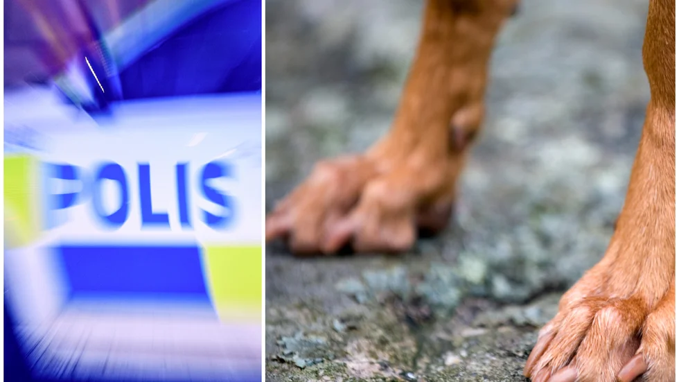 En kvinna i Motala är nu misstänkt för hon vanvårdat en hund som hon hade ansvar för under två månaders tid när hon var fodervärd för hunden. 