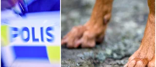 Motalabo misstänkt för djursplågeri – hund vanvårdades