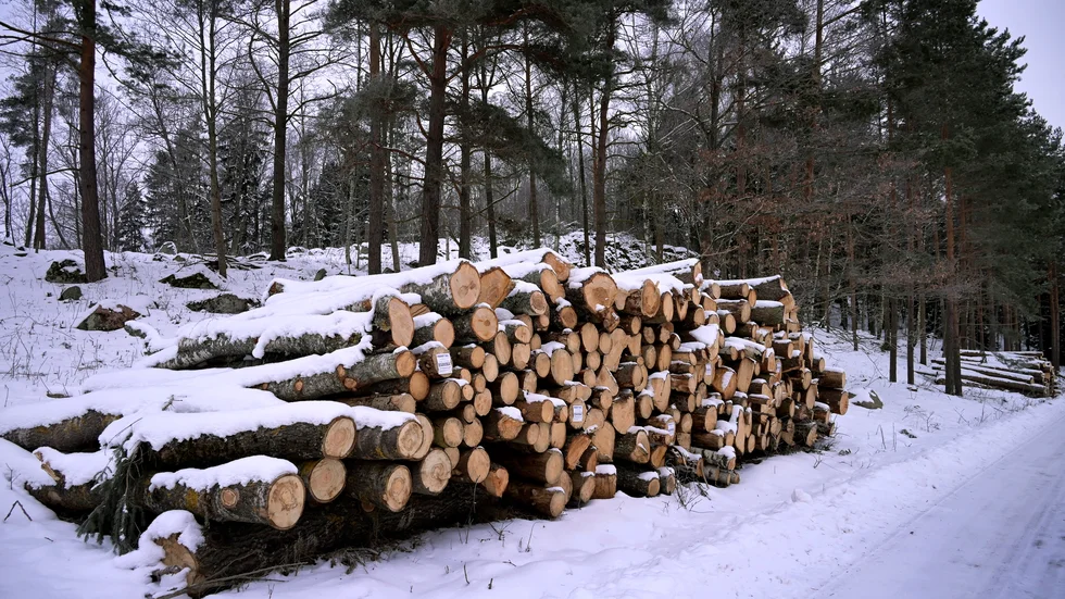 Politiken måste göra svåra vägval för att nyttja skogen på bästa sätt.