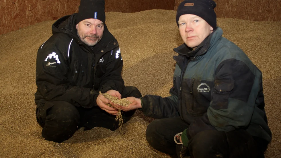 Mikael Olofsson och Fredrik Lundström har satsat hårt på att odla maltkorn.