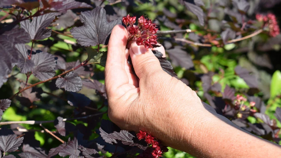 Busken diabolo, med mörka blad och röd blomställning, blir dekorativ mot de ljusa murarna. 
