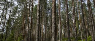 Staten överklagar dom om fjällnära skog