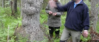 Vandring i Ombergs sumpskogar