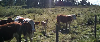 Oväntat besök i kohagen