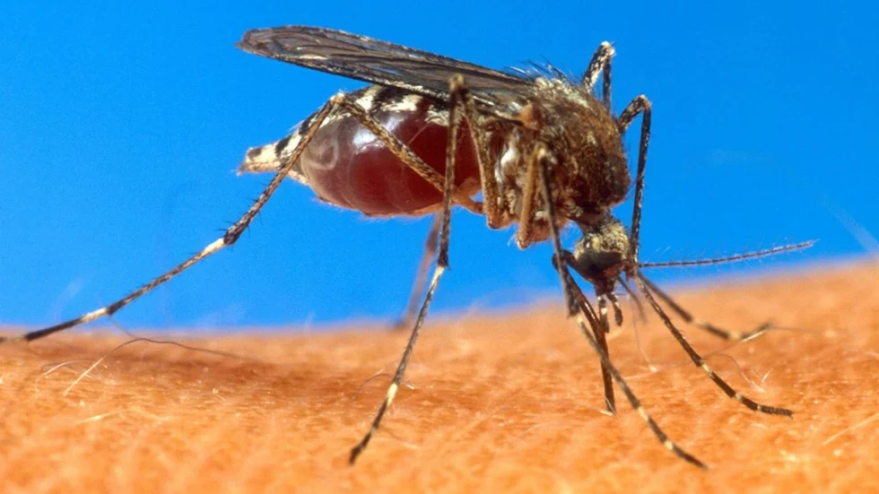Myggan ? spridare av malaria ? är det djur som dödar flest människor varje år, skriver debattörerna. Foto: Scanpix/2008