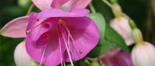 Ljuvliga blommor för fantaster och andra