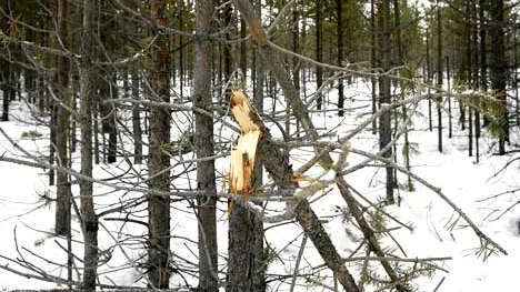 I Tvärån syns tydligt hur älgarna kämpat för att få mat – vilket har orsakat stora skador på skogen. foto: maria engström-andersson