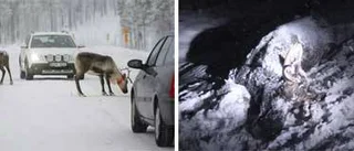 Ovanligt många viltolyckor