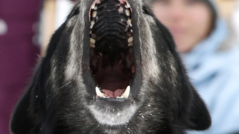 Hunden på bilden har inget med artikeln att göra.