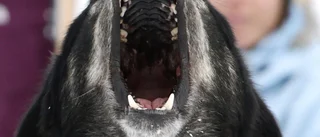 Hund bet sotare i armen