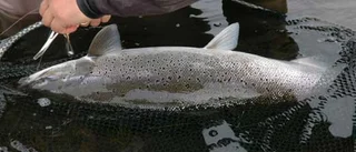 Dioxin - välfärdens farligaste avskräde
