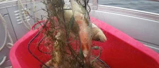 Olagligt nätfiske oroar
