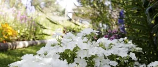 Mannen med blommorna