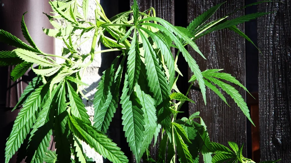 Genre, cannabis