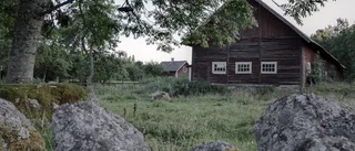 Barbastell – en rar sällsynthet