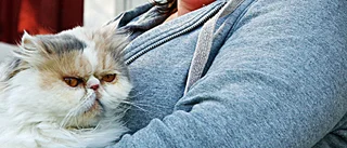 Katten Summer fick ett nytt hem