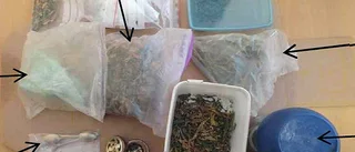 Psykosdrabbad fast för haschodling