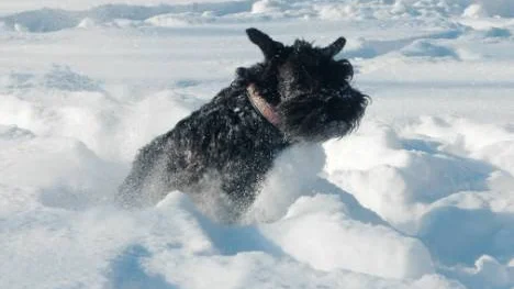 Dvärgschnausern Cheba gillar snöyra, men det ska bli skönt att kunna träna inomhus och slippa hoppa sig fram genom drivorna. FOTO: Linda Danhall