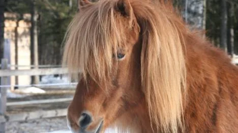 Fuxen Von, är van att bära ryttare ut på äventyr i skogarna kring Nyborg. FOTO: linda danhall