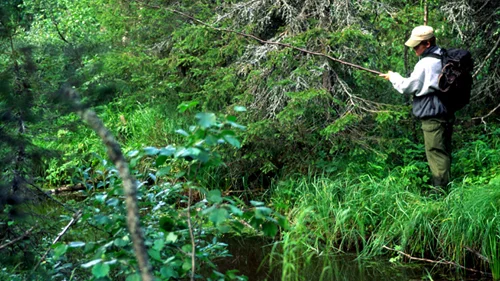 Vi är många som har fått vårt fiskeintresse kring någon liten öringbäck i skogslandet. 
Foto; Gunnar Westrin.