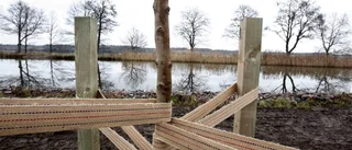 Faddrar räddar rekordlång trädallé