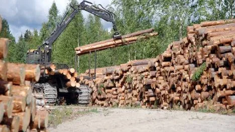 Skogen på hygget var över 100 år gammal, och avverkningsklar. Men metoden att avverka är enligt Bert From både gammelmodig och strider mot de riktlinjer som ska gälla i Ekoparken.