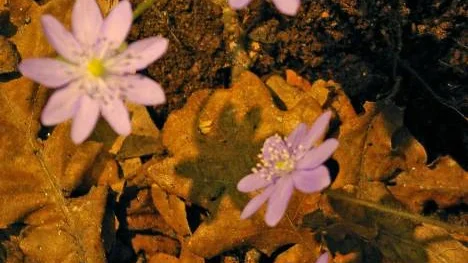 Blåsippan uti backarna...i dag finns plantor att köpa för oss som inga vilda har. FOTO: Eva Bergsten Sundberg