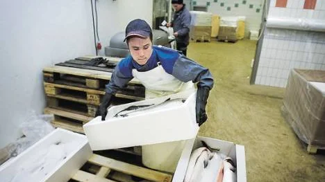 Det är bråda tider för Lukas Esberg att rensa, väga, lägga i lådor och täcka laxen med krossad is. En kylbil väntar på att få föra fångsten från Luleå skärgård vidare ut till konsumenterna.FOTO: Jonas Lindsköld