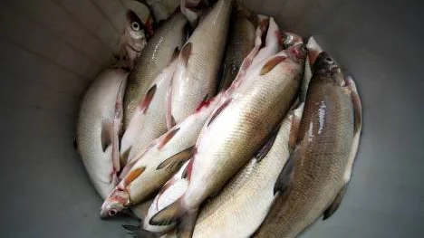 Siken från Ritsem säljs  till finska restauranger.