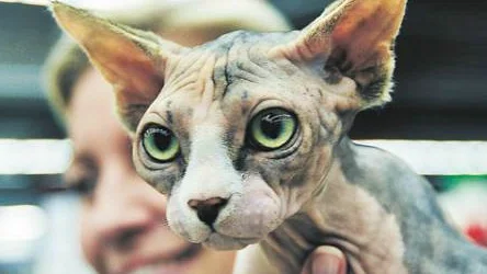 Inget hårstrå behöver ligga rätt för Fylgias Blid på den internationella kattutställningen i Arcus. Viktigare är fina rynkor för nakenkatten av rasen sphynx. Den tävlade i juniorklassen och dlade bur med en präktigt stor, långhårig huskatt.