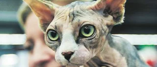 Kattliv i Arcushallen