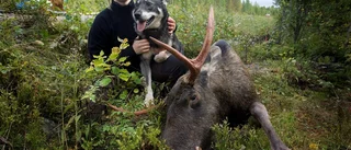 Fällde sin första älg