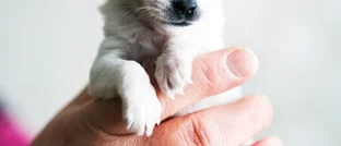 Sveriges minsta hund?