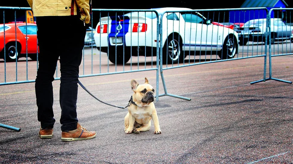 Intresse. Hunden Bobbo från Linköping  ser lagom intresserad ut av bilarna på Mantorp park.  Han är här med husse Magnus  Jinstrand  från Linköping.