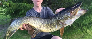 Anton krokade storgäddan - och fiskekompisen..!